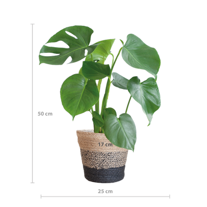 Gatenplant ↕50cm - Ø17 | met Lissabon mand zwart
