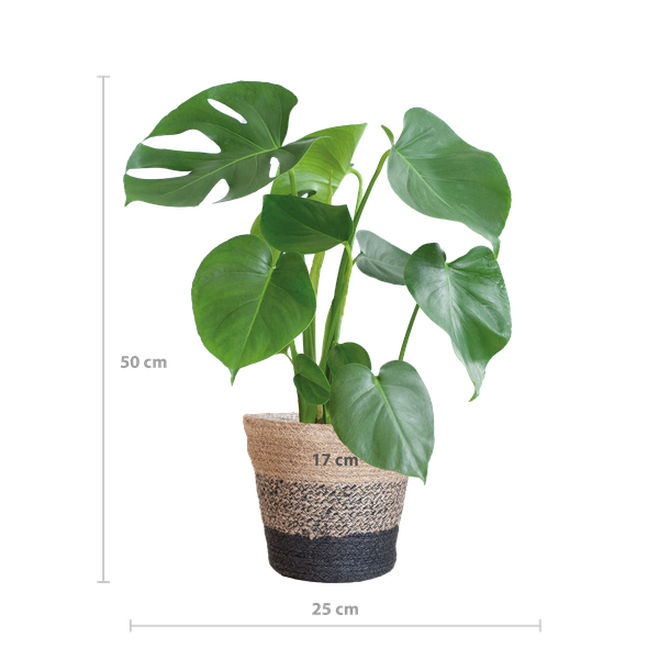 Gatenplant ↕50cm - Ø17 | met Lissabon mand zwart