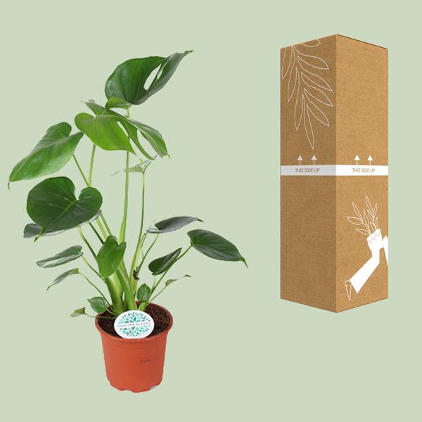 Gatenplant ↕45cm - Ø14cm