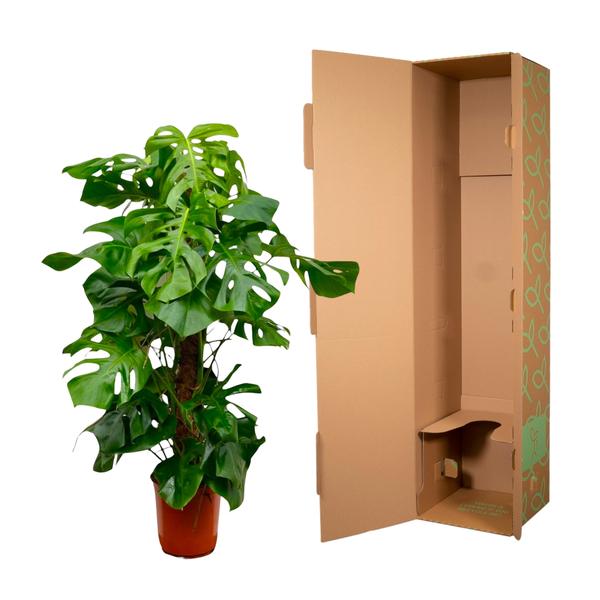 Gatenplant XXL ↕150cm - Ø27cm