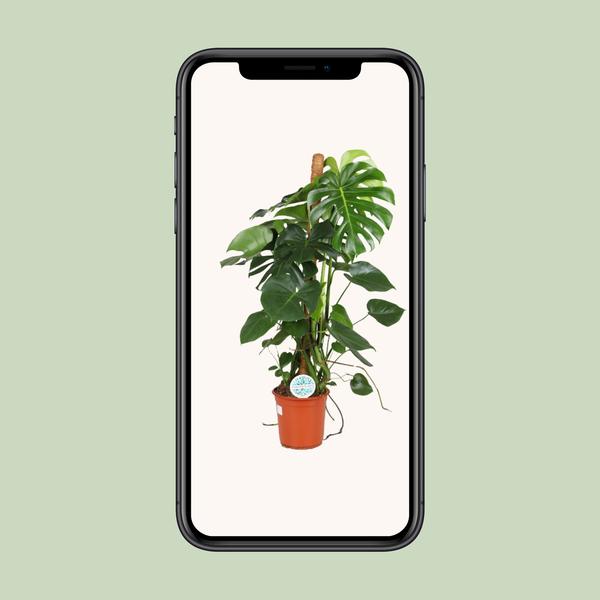 Gatenplant - Ø24cm - ↕105cm