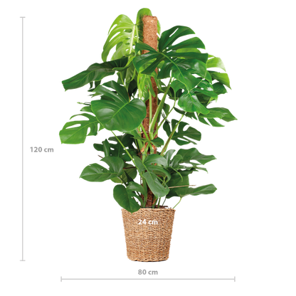 Gatenplant XL ↕120cm - Ø24cm | met Torun mand