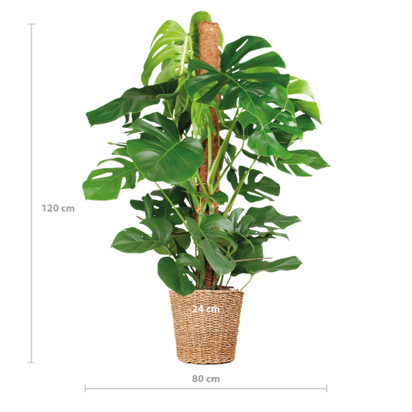 Gatenplant XL ↕120cm - Ø24cm | met Torun mand