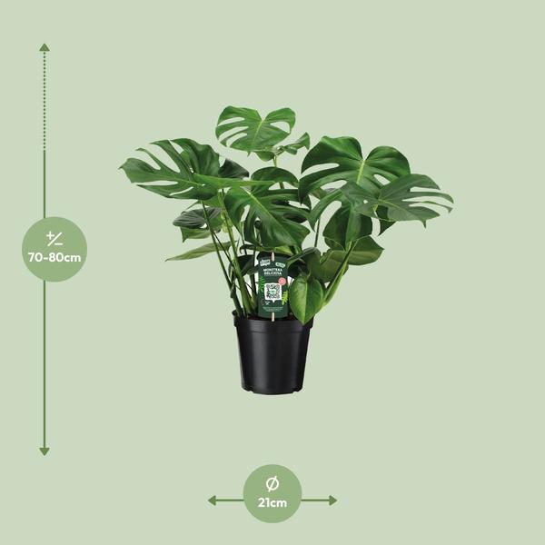 Gatenplant ↕65cm - Ø21cm
