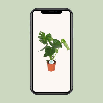 Gatenplant ↕55cm - Ø17cm