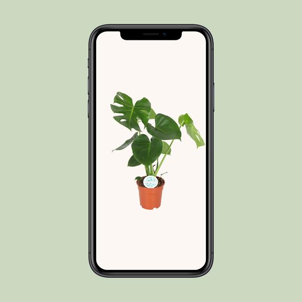 Gatenplant ↕55cm - Ø17cm