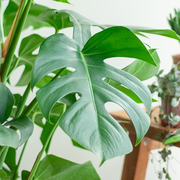 Gatenplant XL ↕120cm - Ø24cm | met Torun mand