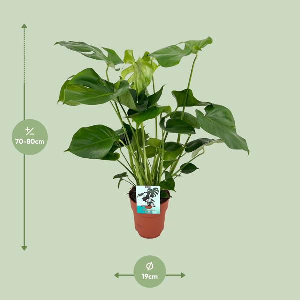 Gatenplant ↕60cm - Ø19cm