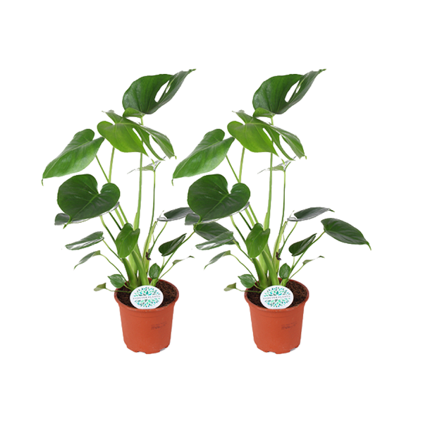 2x Gatenplant ↕45cm - Ø14cm