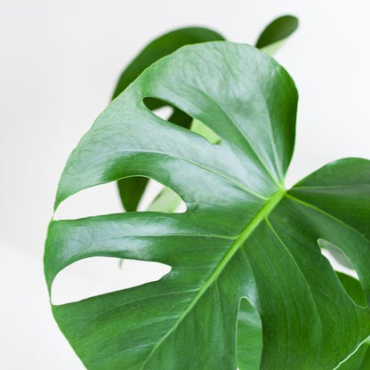 Gatenplant ↕50cm - Ø17 | met Lissabon mand zwart