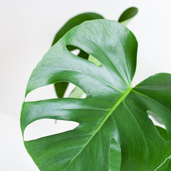 Gatenplant ↕50cm - Ø17 | met Lissabon mand zwart