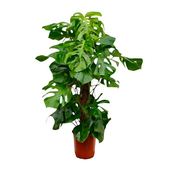Gatenplant XXL ↕150cm - Ø27cm