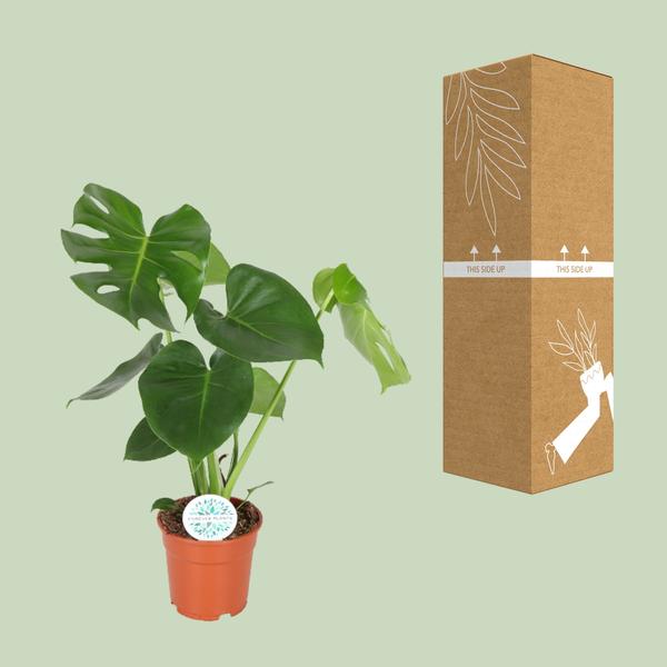 Gatenplant ↕55cm - Ø17cm