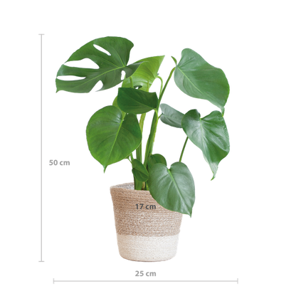 Gatenplant ↕50cm - Ø17 | met Lissabon mand wit