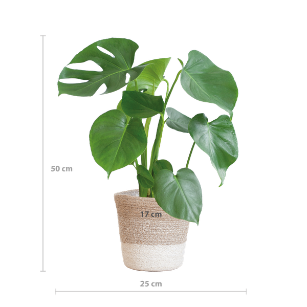 Gatenplant ↕50cm - Ø17 | met Lissabon mand wit