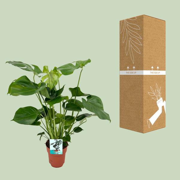 Gatenplant ↕60cm - Ø19cm