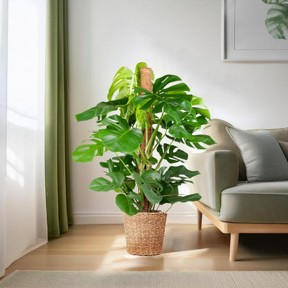 Gatenplant XL ↕120cm - Ø24cm | met Torun mand