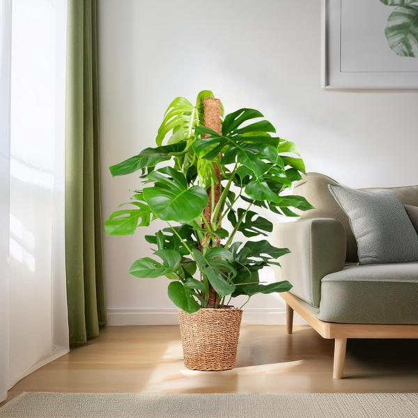 Gatenplant XL ↕120cm - Ø24cm | met Torun mand