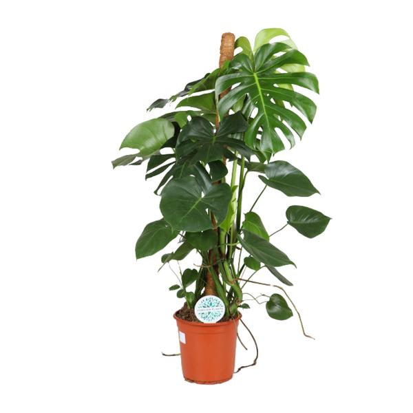 Gatenplant - Ø24cm - ↕105cm