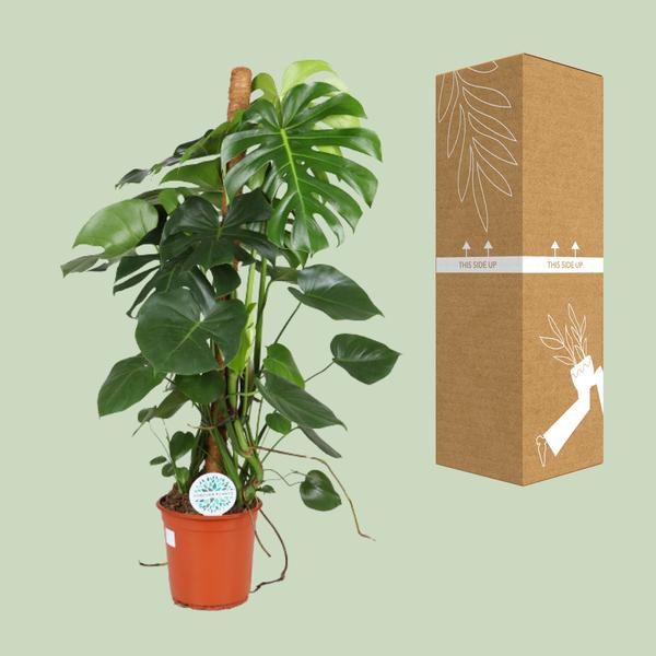 Gatenplant - Ø24cm - ↕105cm