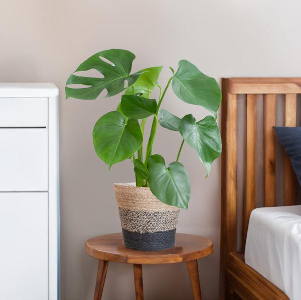 Gatenplant ↕50cm - Ø17 | met Lissabon mand zwart