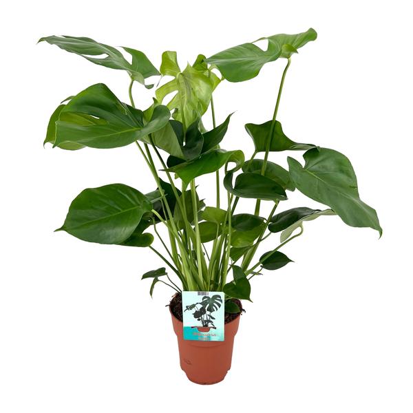 Gatenplant ↕60cm - Ø19cm