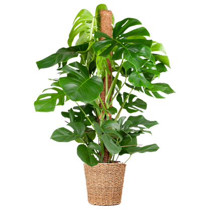 Gatenplant XL ↕120cm - Ø24cm | met Torun mand