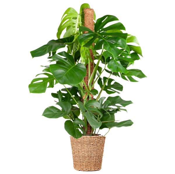 Gatenplant XL ↕120cm - Ø24cm | met Torun mand