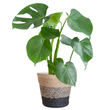 Gatenplant ↕50cm - Ø17 | met Lissabon mand zwart
