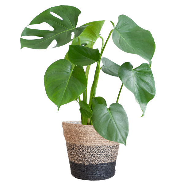 Gatenplant ↕50cm - Ø17 | met Lissabon mand zwart