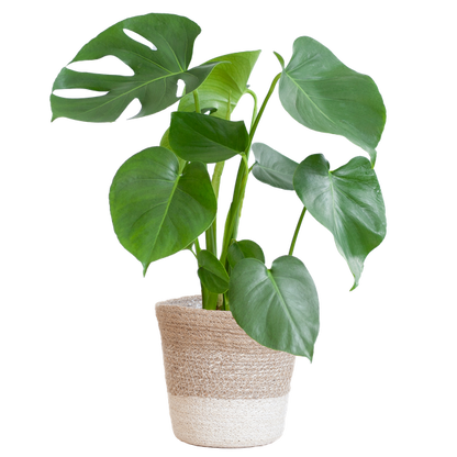 Gatenplant ↕50cm - Ø17 | met Lissabon mand wit