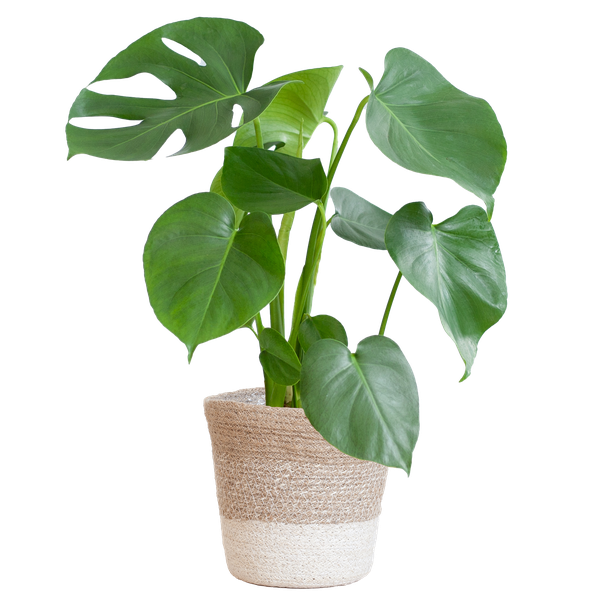 Gatenplant ↕50cm - Ø17 | met Lissabon mand wit