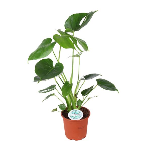 Gatenplant ↕45cm - Ø14cm