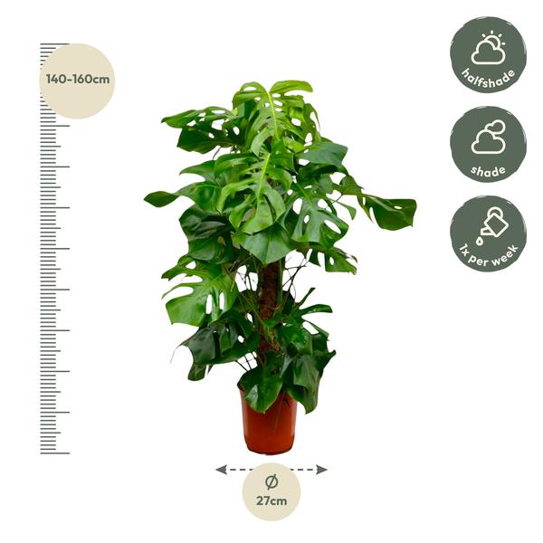 Gatenplant XXL ↕150cm - Ø27cm