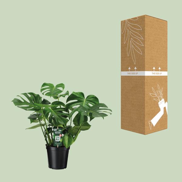 Gatenplant ↕65cm - Ø21cm