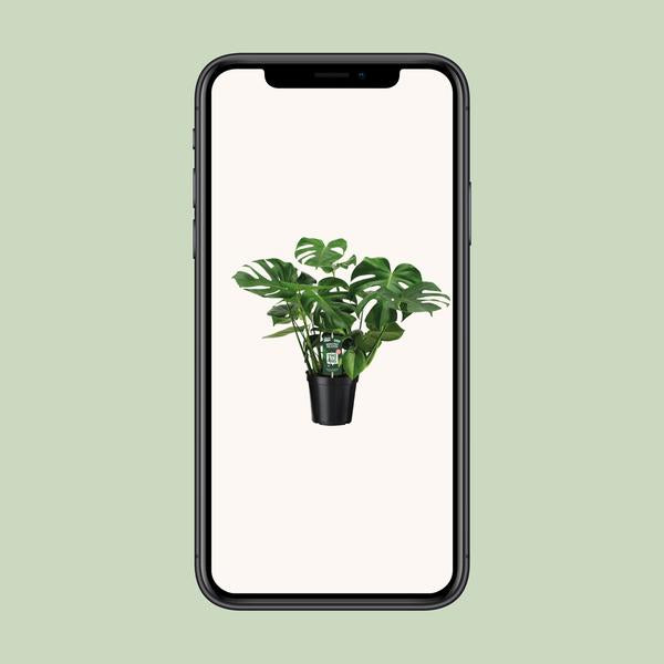 Gatenplant ↕65cm - Ø21cm
