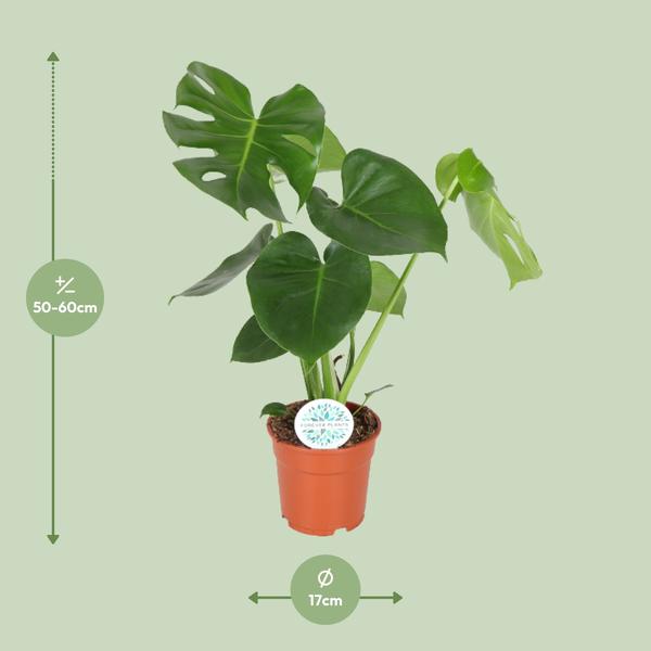Gatenplant ↕55cm - Ø17cm