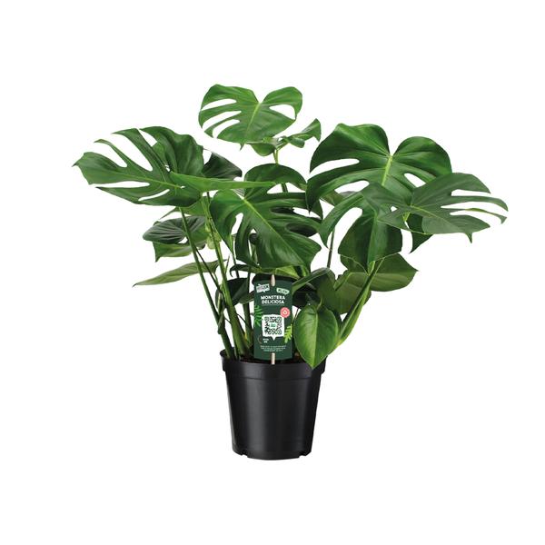 Gatenplant ↕65cm - Ø21cm