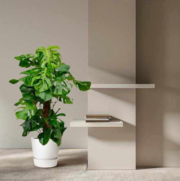 Gatenplant XXL ↕150cm - Ø27cm