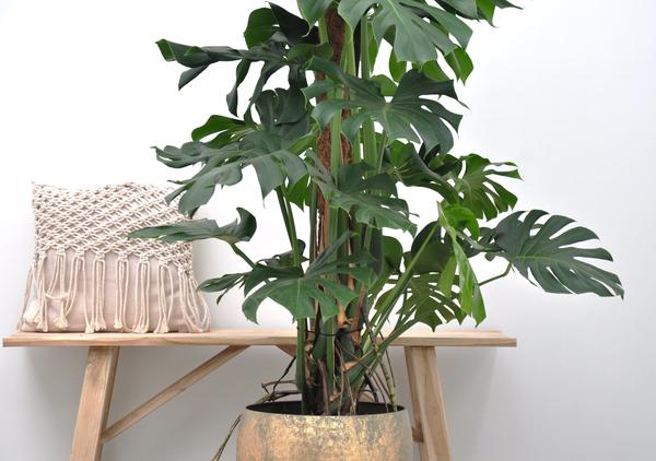 Gatenplant XXL ↕150cm - Ø27cm