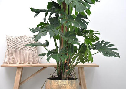 Gatenplant XXL ↕150cm - Ø27cm