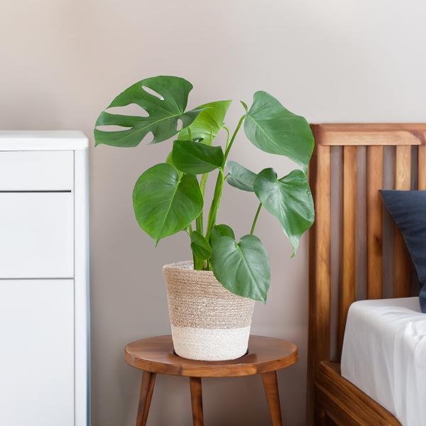 Gatenplant ↕50cm - Ø17 | met Lissabon mand wit