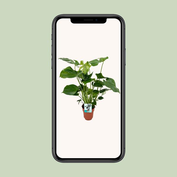 Gatenplant ↕60cm - Ø19cm